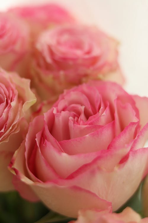 A Close-up Shot of a Rose Petals