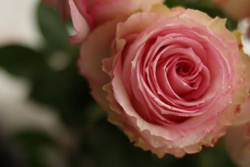 Free A detailed close-up image of a blooming pink rose petals displaying delicate beauty and elegance. Stock Photo