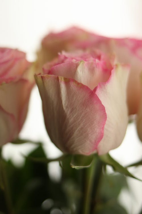 Pink and White Flowers in Close-Up Photography