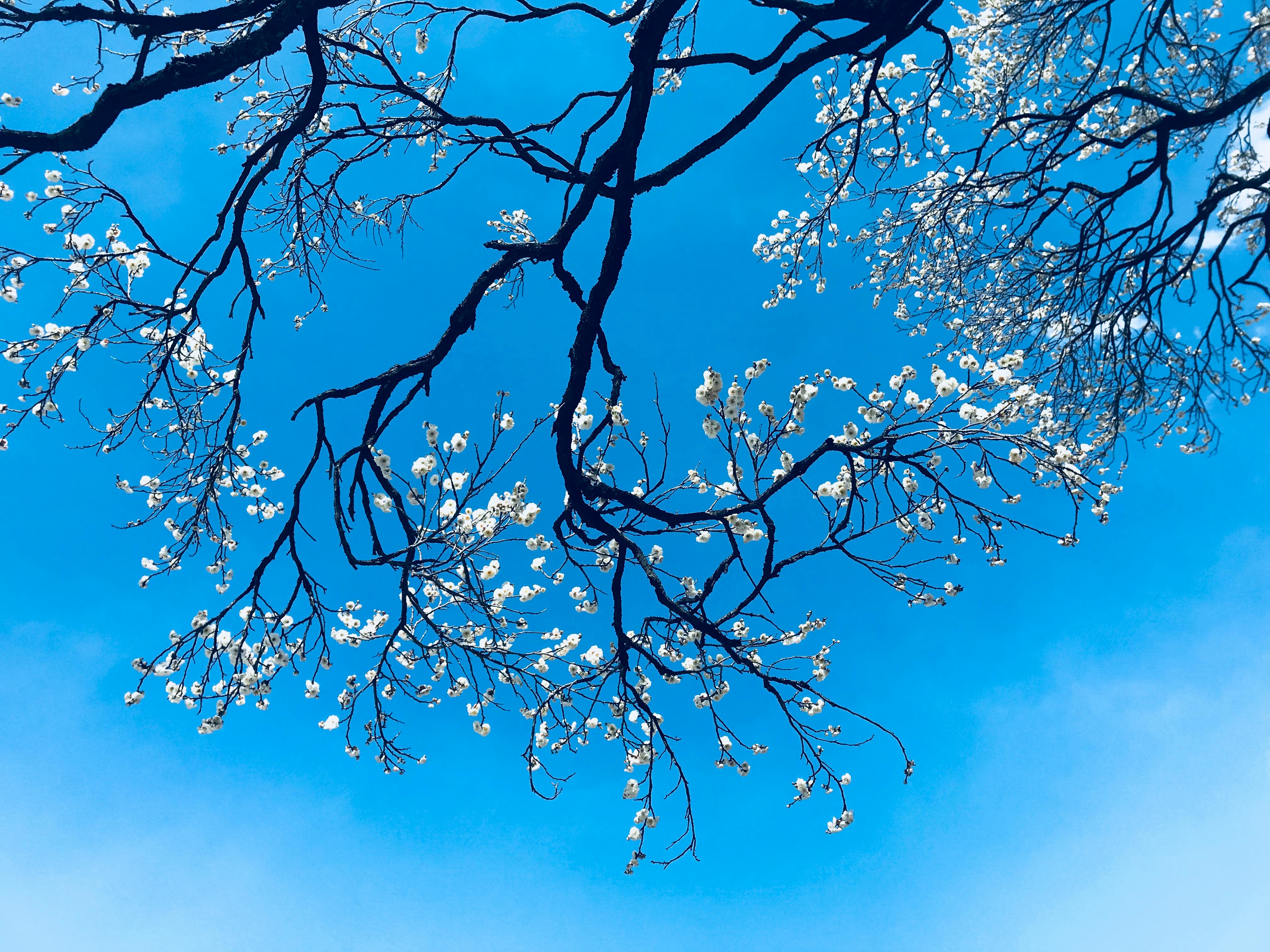 Branches Wallpapers  Top Free Branches Backgrounds  WallpaperAccess