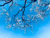 在东京蓝天下，樱花枝盛开