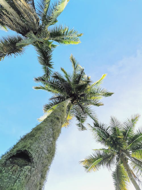 Free A Low Angle Shot of Palm Trees Stock Photo