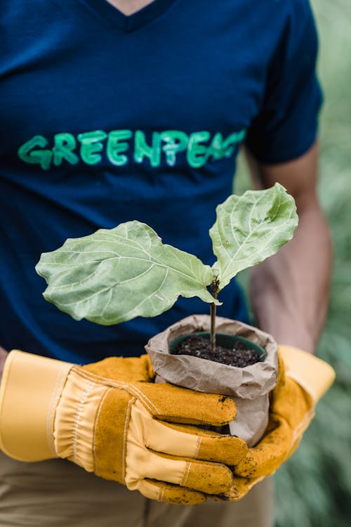 Green Plant on Brown Clay Pot