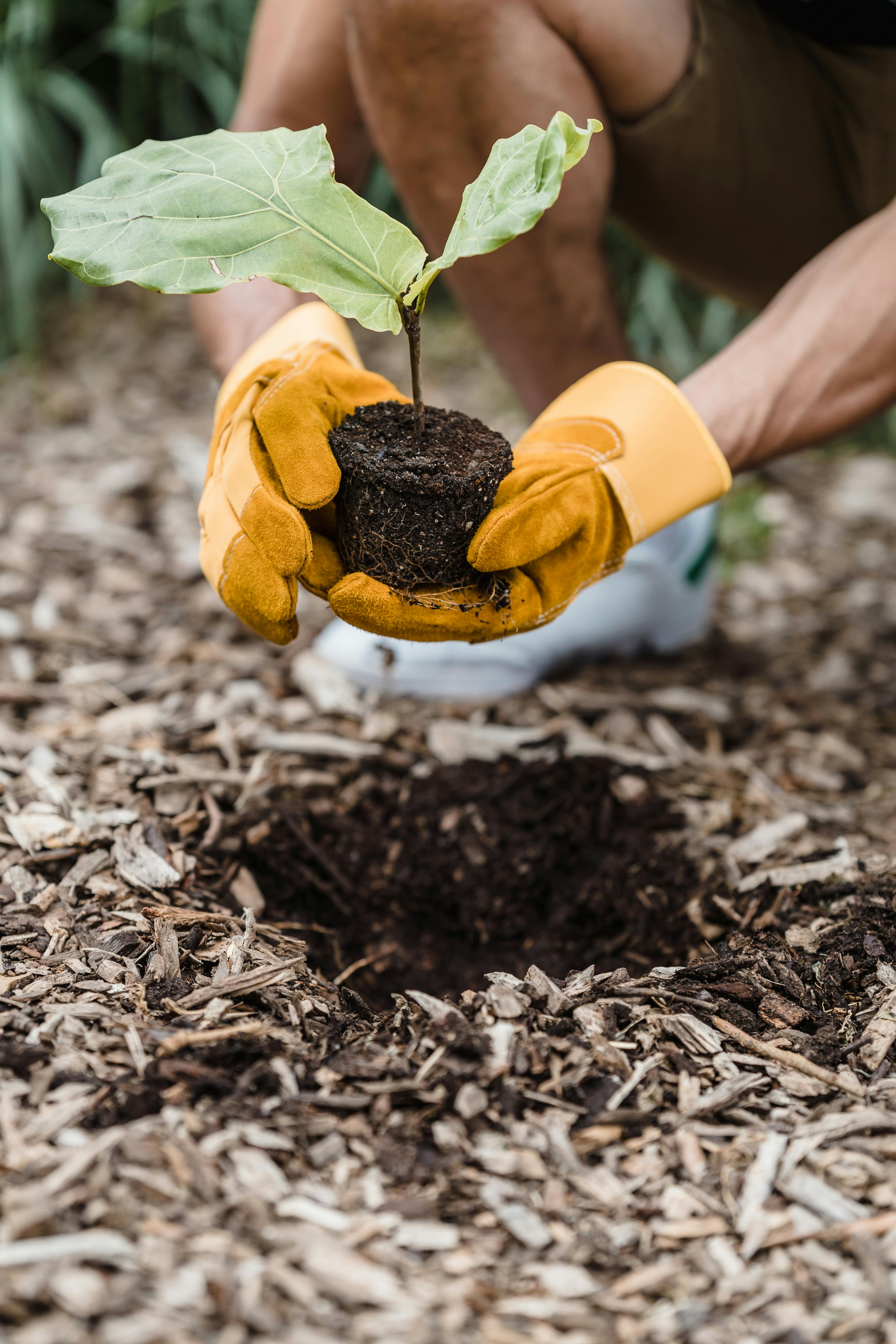 Why Are Greenhouses Important?