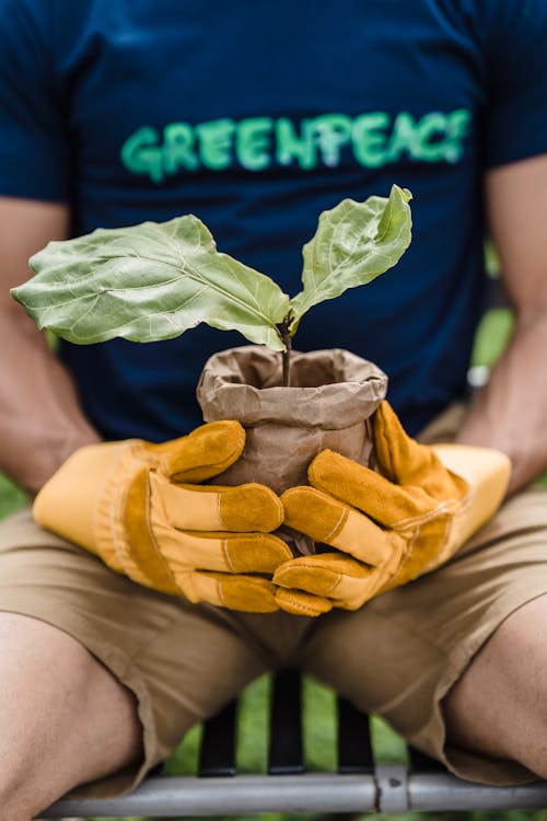 Person Holding Green Leaf Plant