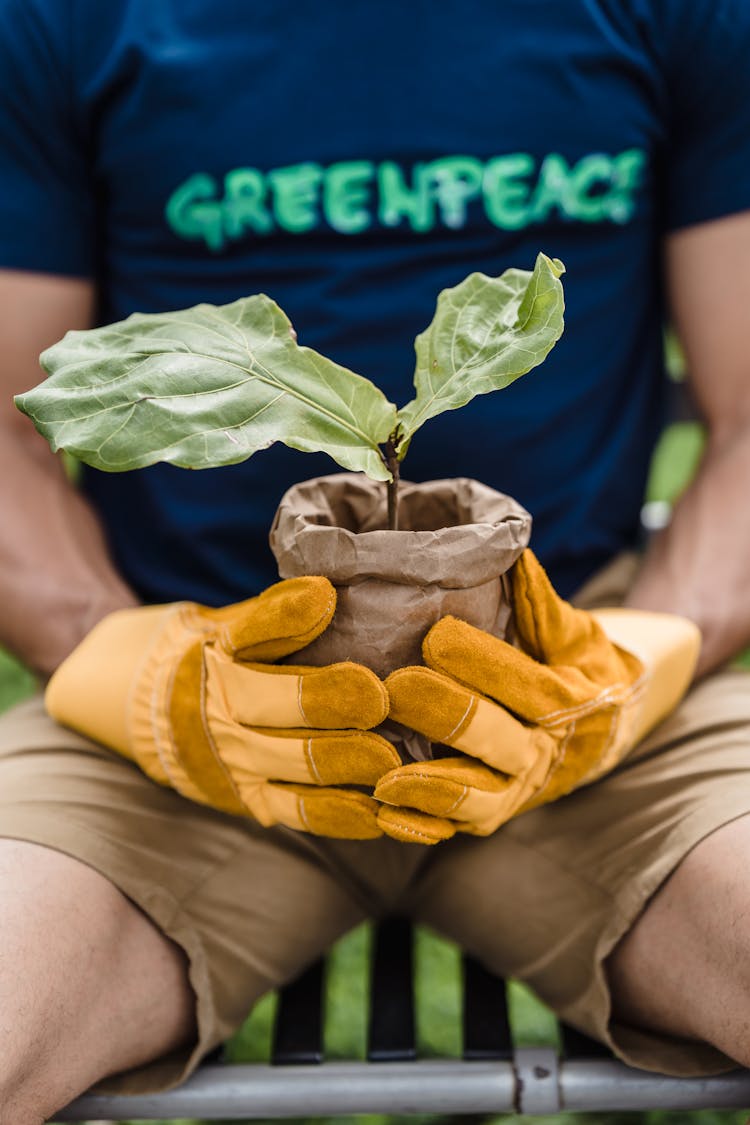 Person Holding Green Leaf Plant