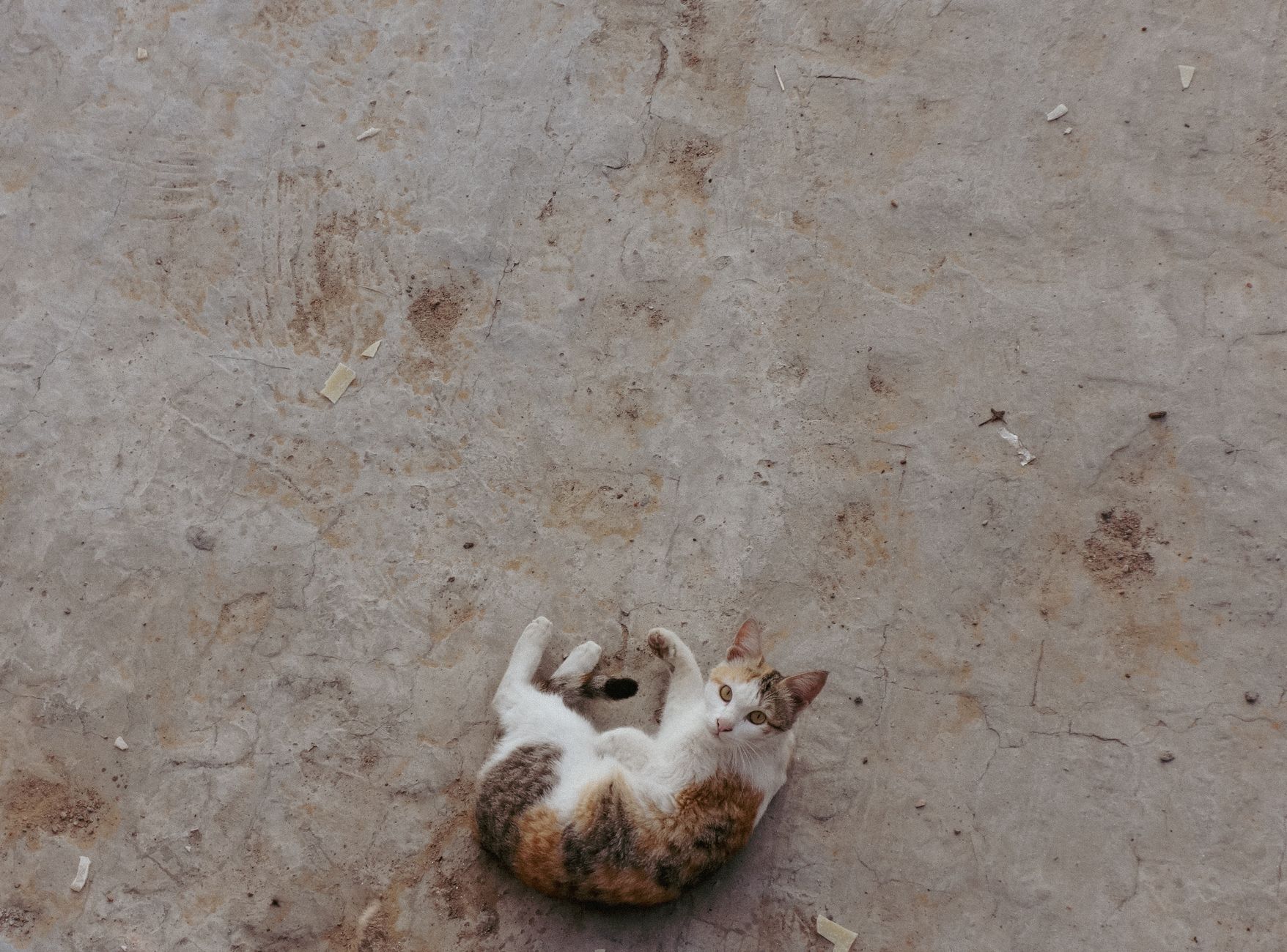 Portrait of a cat at a veterinary clinic
