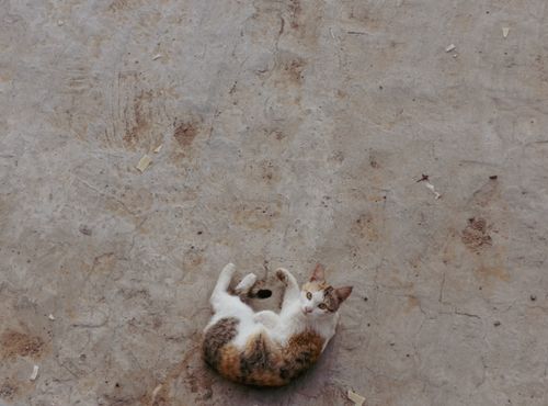 Free A domestic cat playfully lying on a rugged concrete floor, gazing upward. Stock Photo