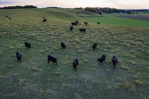 Herd of Black Dexter Cattle on Green Grass Field