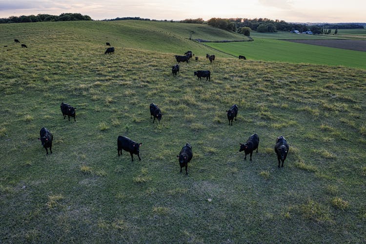 Herd Of Black Dexter Cattle On Green Grass Field