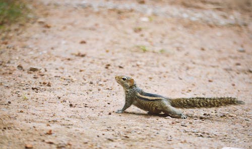 A Squirrel on the Ground