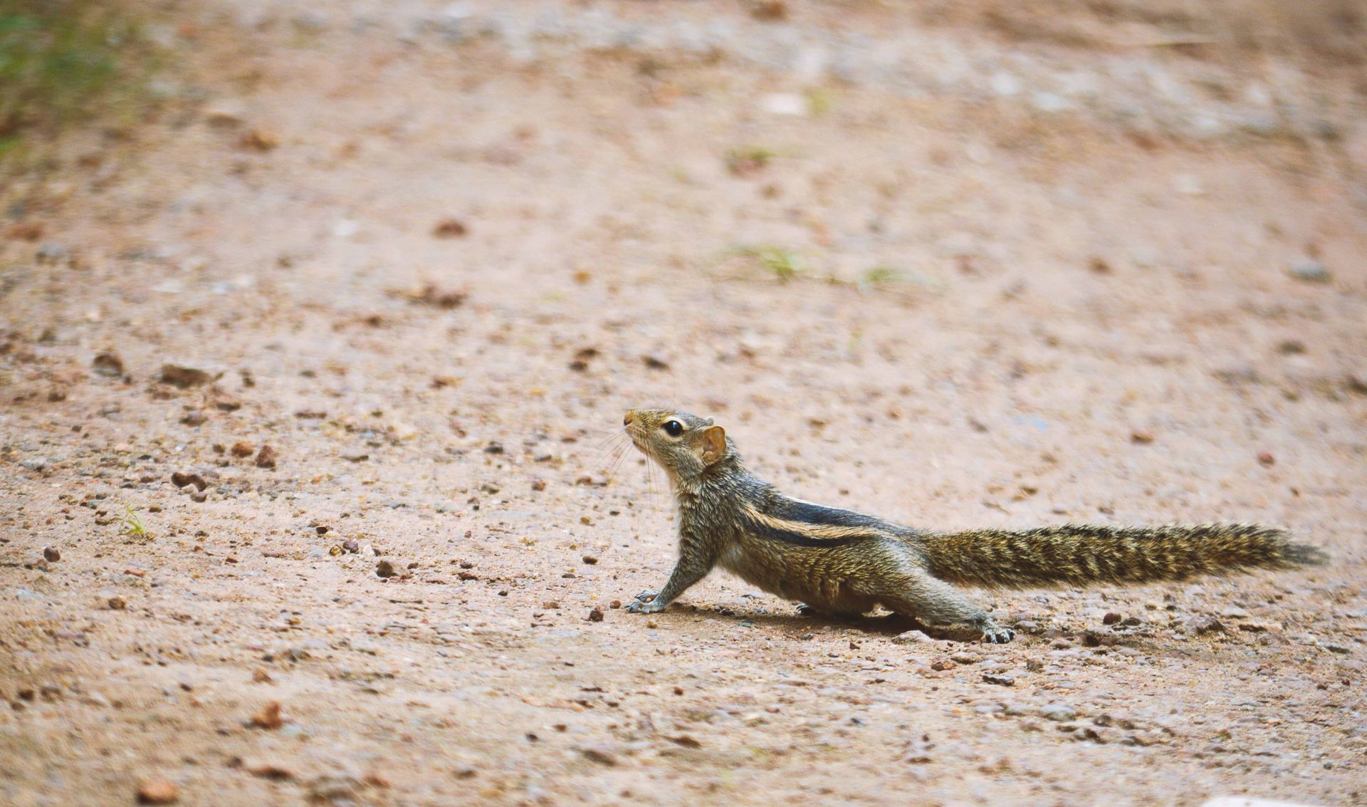 A Squirrel on the Ground