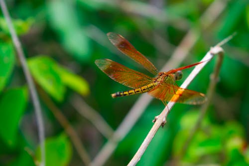 Free stock photo of dark green, dragonflies, dragonfly