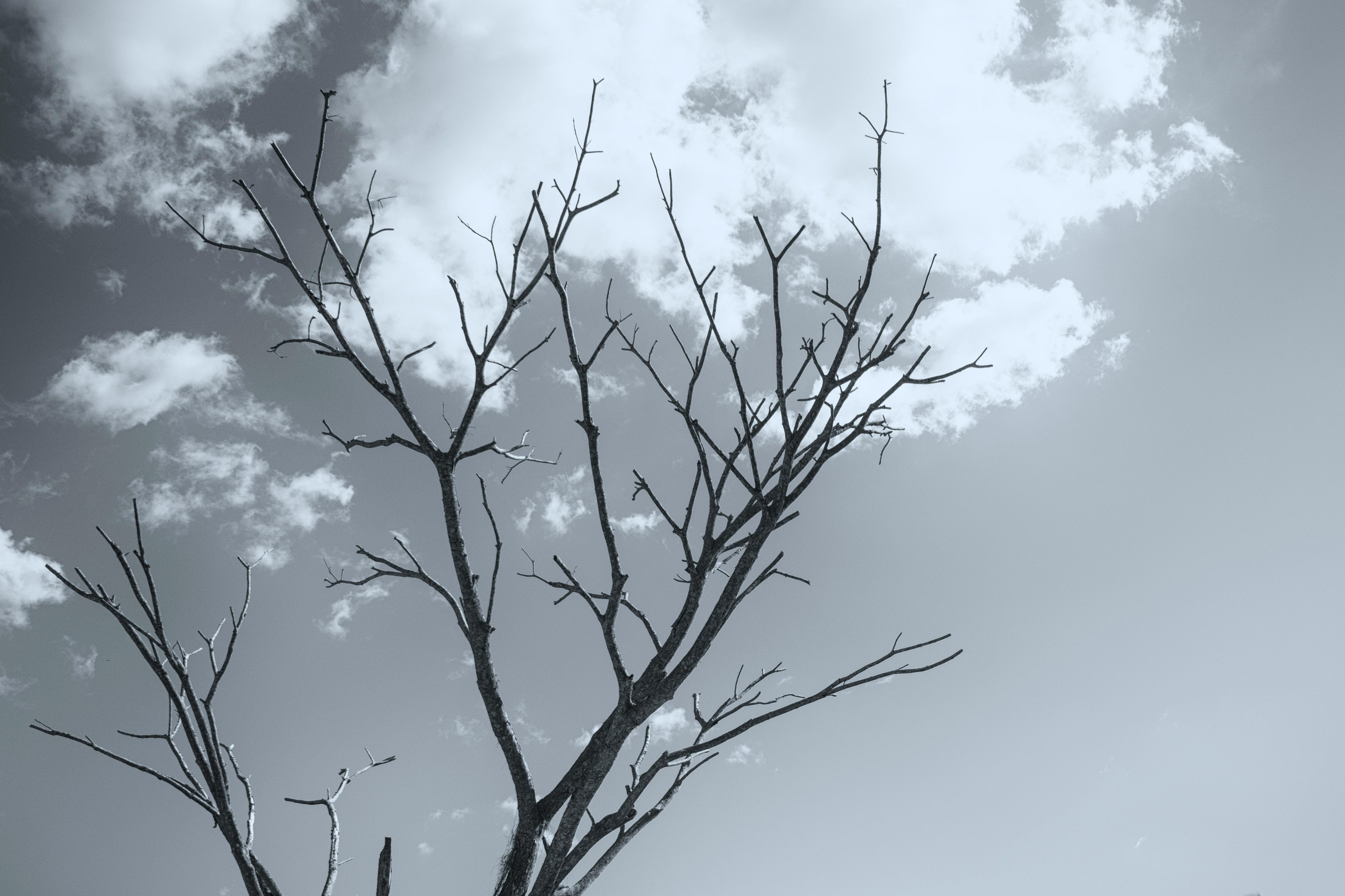 Free stock photo of dead tree, dead trees, tree