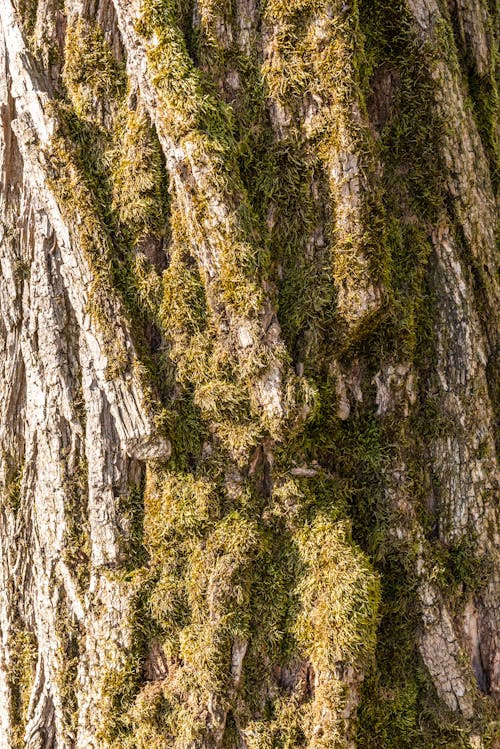 Free stock photo of tree bark