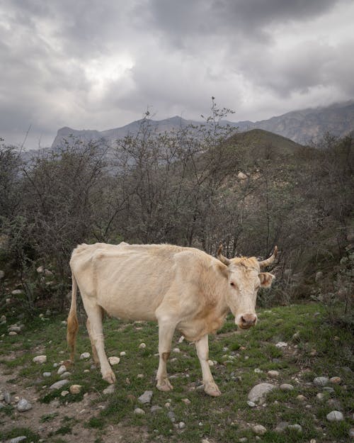 Cow Grazing in Field in Mountain Landscape