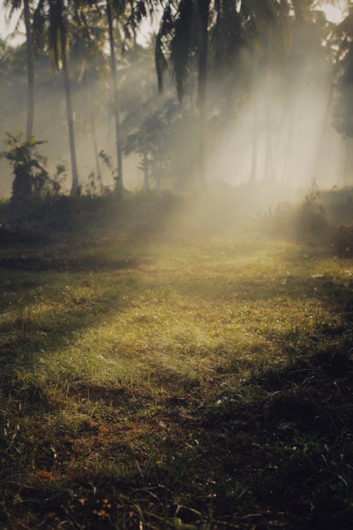 Photos gratuites de arbres, aube, brouillard