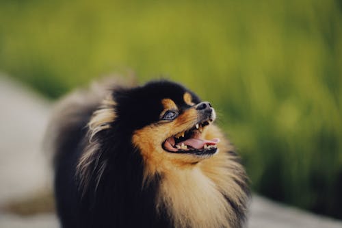 Fotos de stock gratuitas de adorable, animal, canino