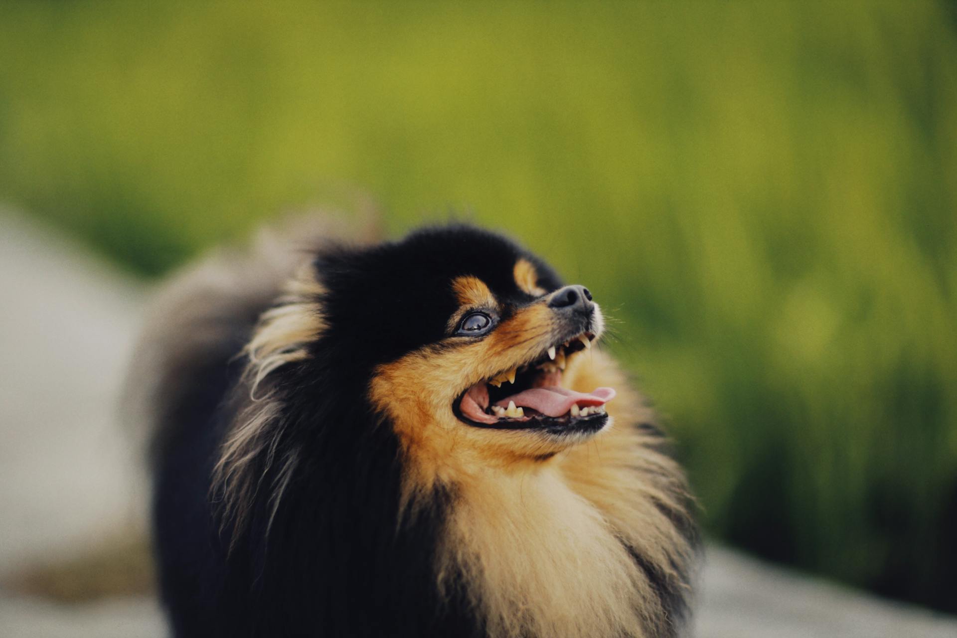 Close-Up Shot of an Adorable Pomeranian Dog