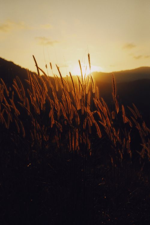 Free Sunset view over a hillside with grasses silhouetted against a vibrant sky, creating a tranquil natural scene. Stock Photo