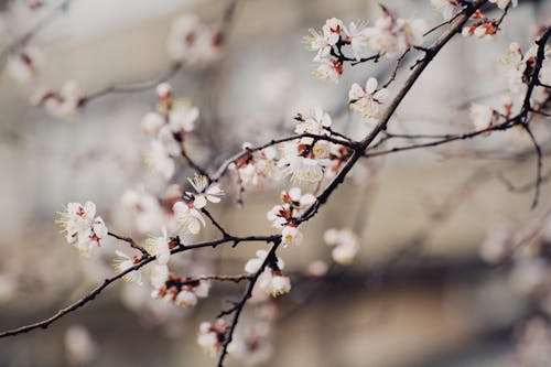 Foto profissional grátis de árvore, cerejeira, de flores