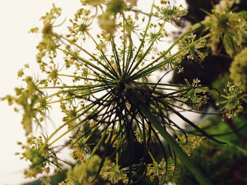 Yellow Petaled Flower