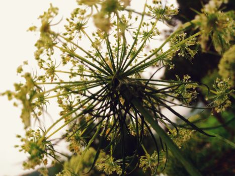 Intricate white flowers in full bloom with delicate petals shot from below during daylight.