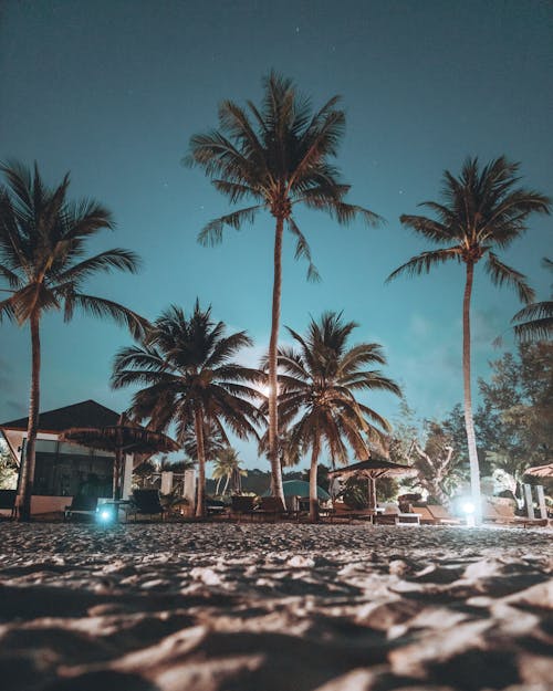 Darmowe zdjęcie z galerii z drzewa kokosowe, egzotyczny, nocne niebo