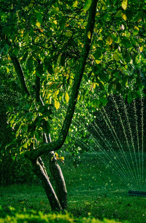 Free A Water Sprinkler on Green Grass Near the Green Trees Stock Photo