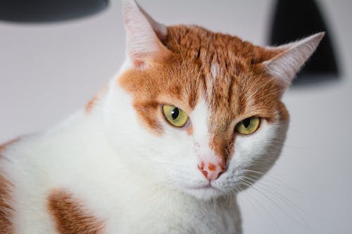 Bezpłatne Darmowe zdjęcie z galerii z fotografia zwierzęcia, koci, kot Zdjęcie z galerii