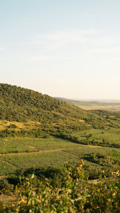 Green Field and Mountain Under White Sky