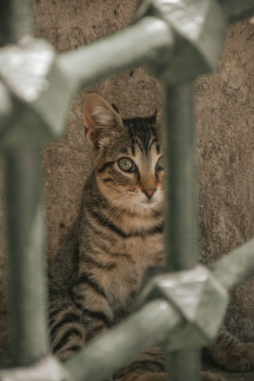 Free Adorable tabby kitten sitting behind a metal fence with selective focus. Stock Photo