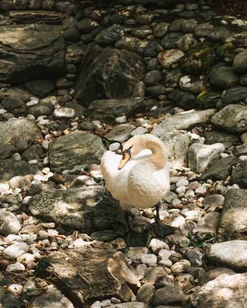 Free A solitary swan explores a rocky terrain bathed in sunlight, showcasing natural wildlife beauty. Stock Photo
