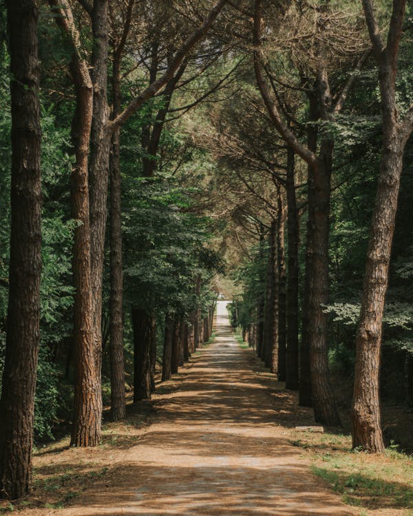 Path in Forest Between Trees · Free Stock Photo