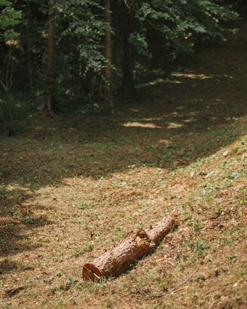 Tree Log on Forest Glade
