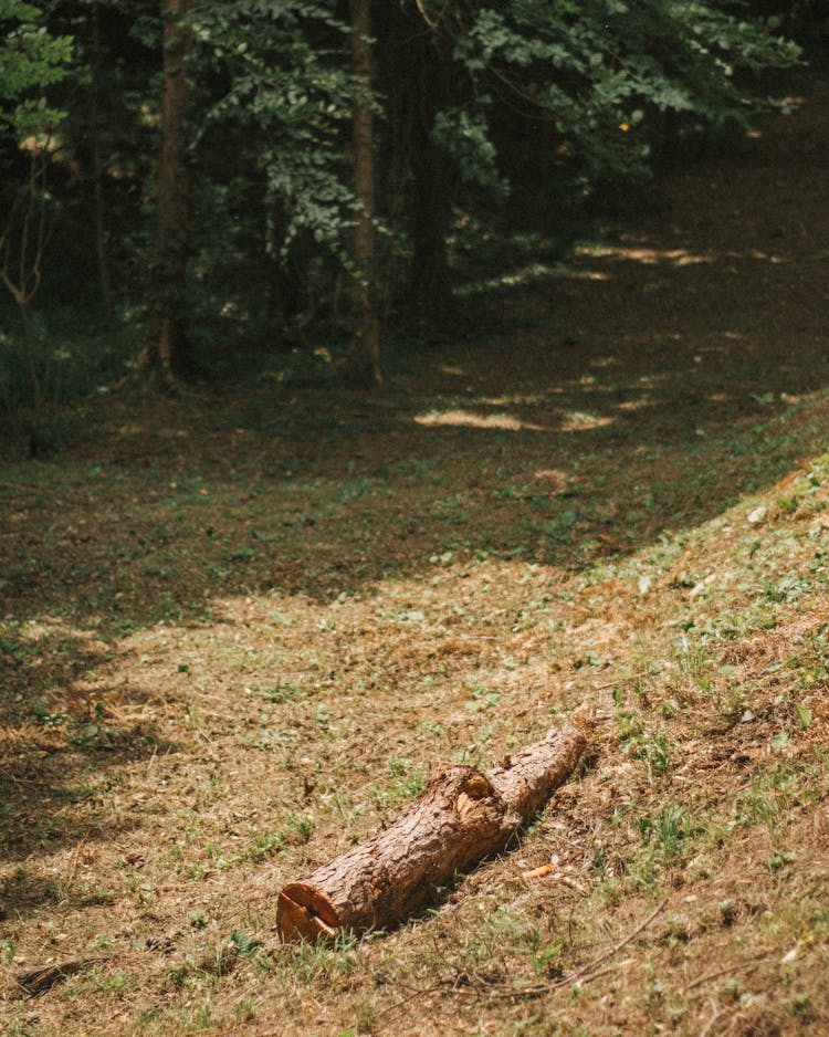 Tree Log On Forest Glade