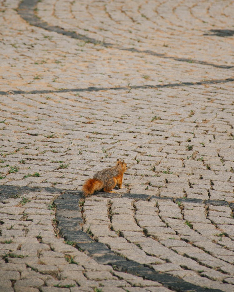 Squirrel Walking City Square