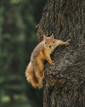 A squirrel clings to a tree trunk in a lush forest setting, showcasing wildlife in its natural habitat.