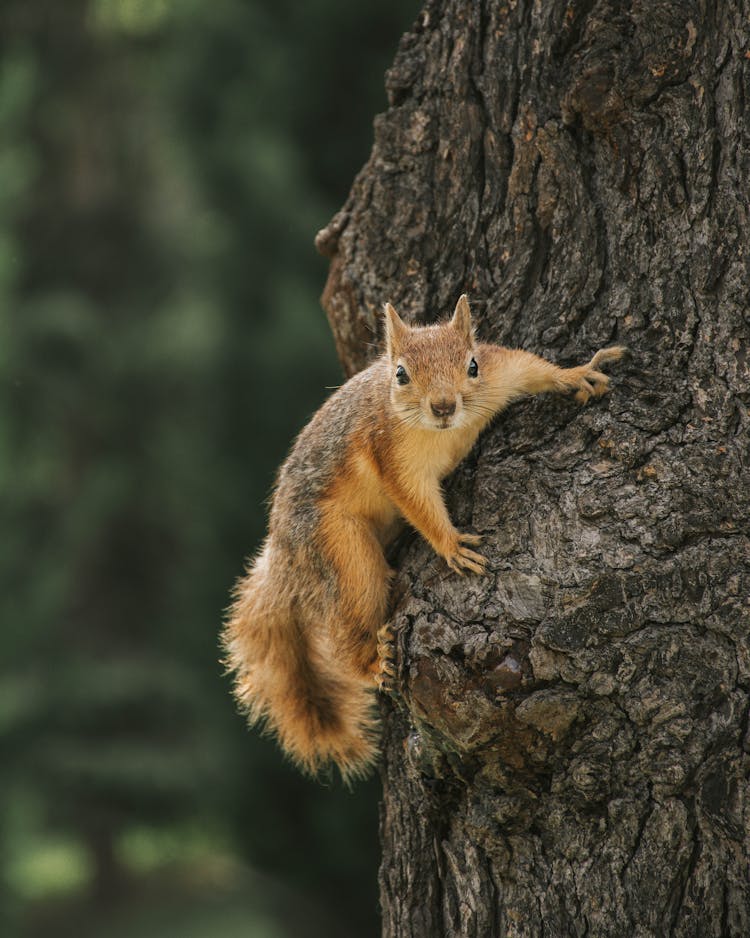 Squirrel Sitting On Tree In Park