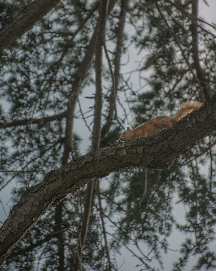 Squirrel On Tree Branch In Forest