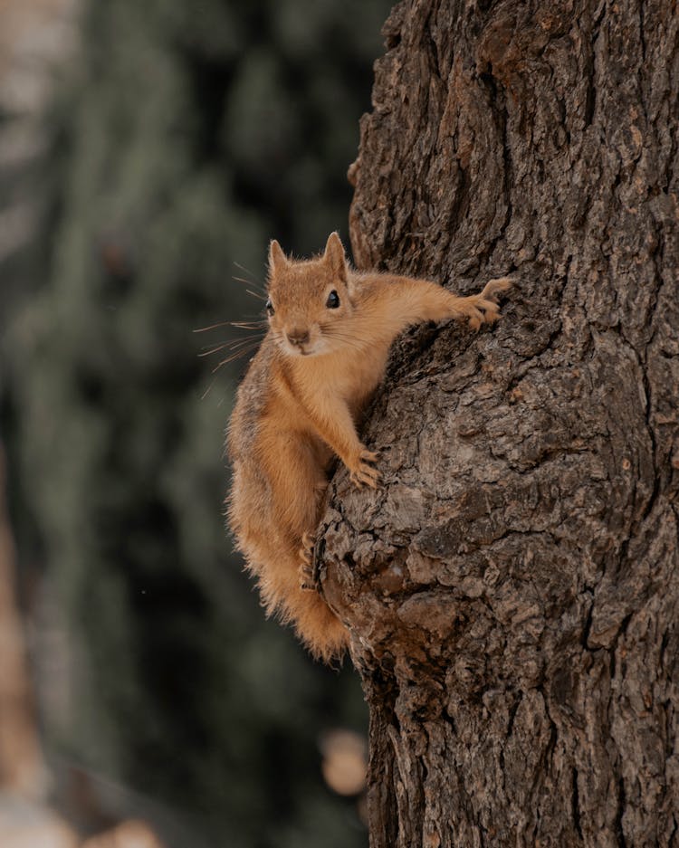 Squirrel Sitting On Tree Trunk In Forest