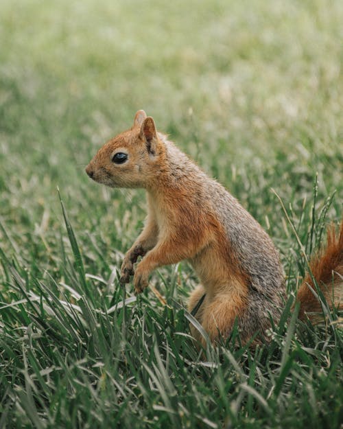 Brown Squirrel on Walking on Green Grass Field