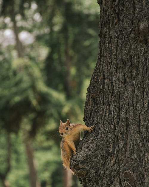 Ücretsiz ağaç gövdesi, çizgili sincap, hayvan içeren Ücretsiz stok fotoğraf Stok Fotoğraflar
