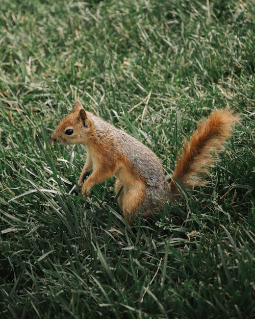 Free Brown Squirrel on Green Grass Stock Photo