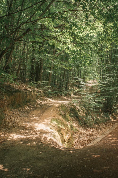 Gratis stockfoto met begeleiding, bomen, Bos