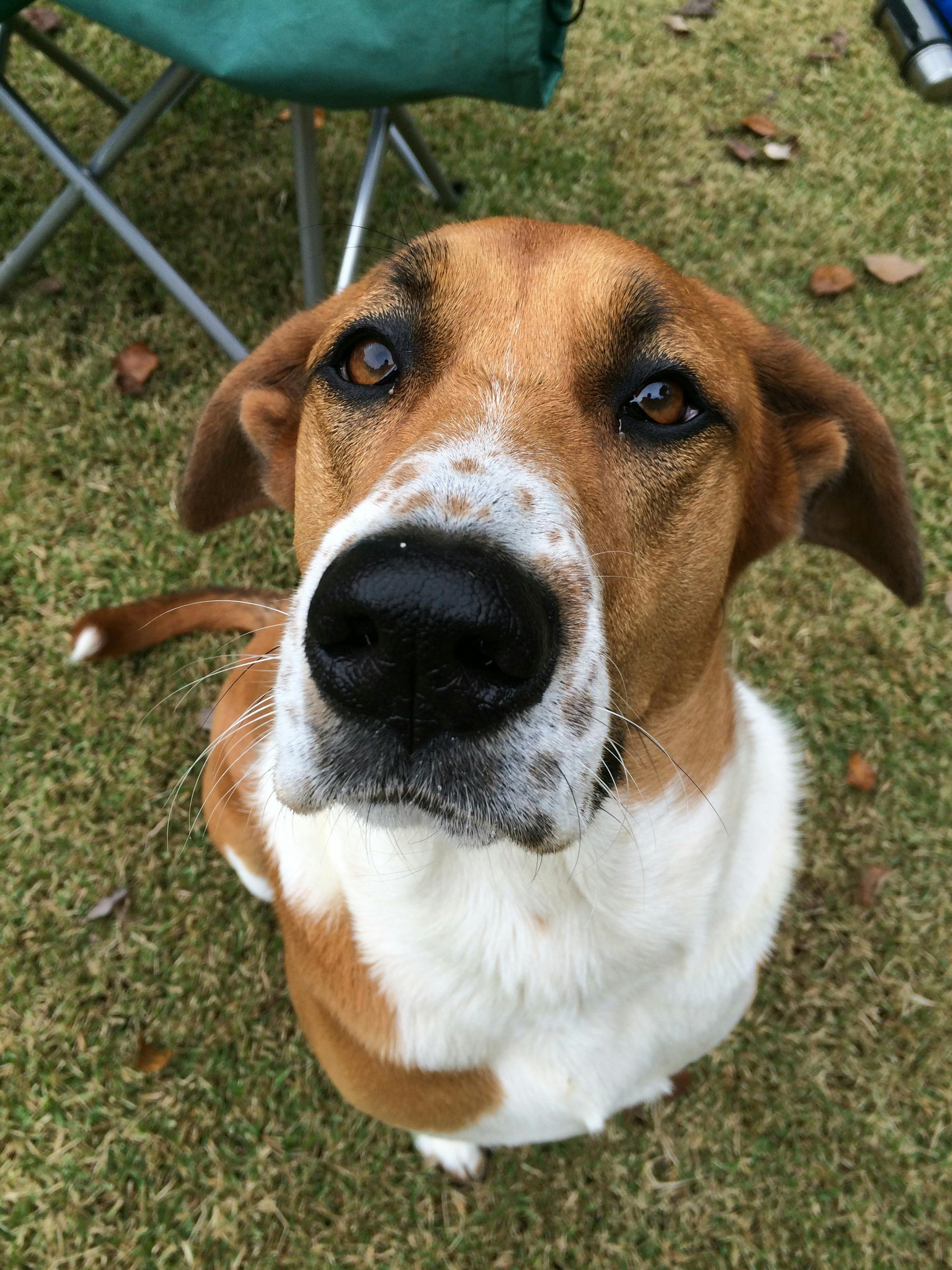 Free stock photo of dog, dog head, training dog