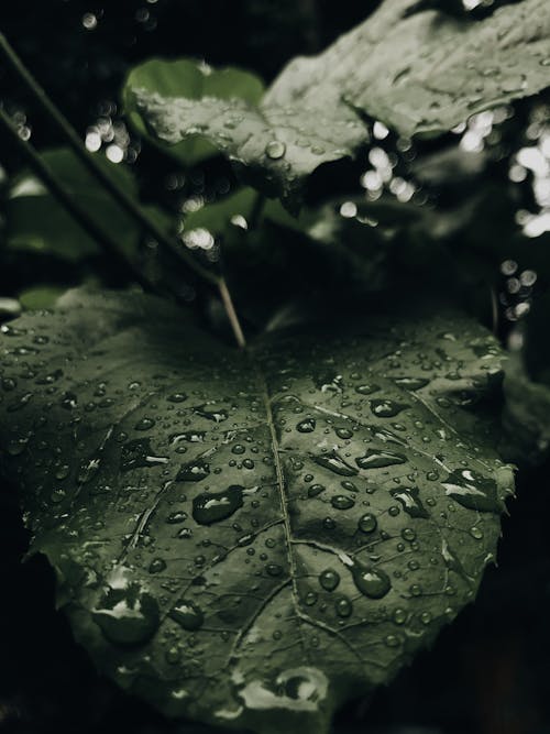 Raindrops on Leaves