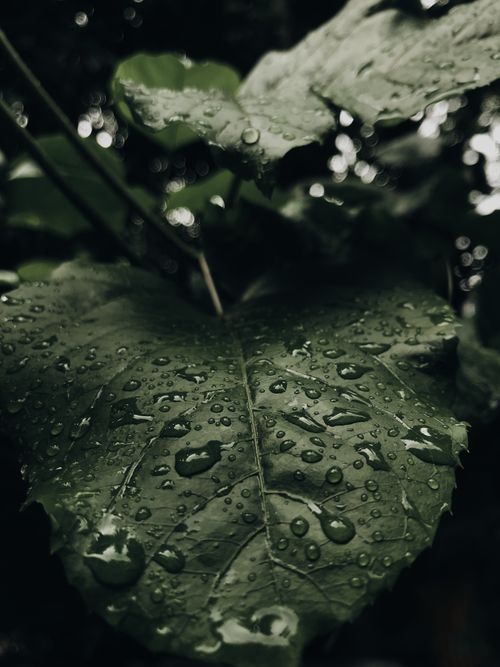Free Close-up of a green leaf covered in raindrops, capturing the essence of nature's freshness. Stock Photo
