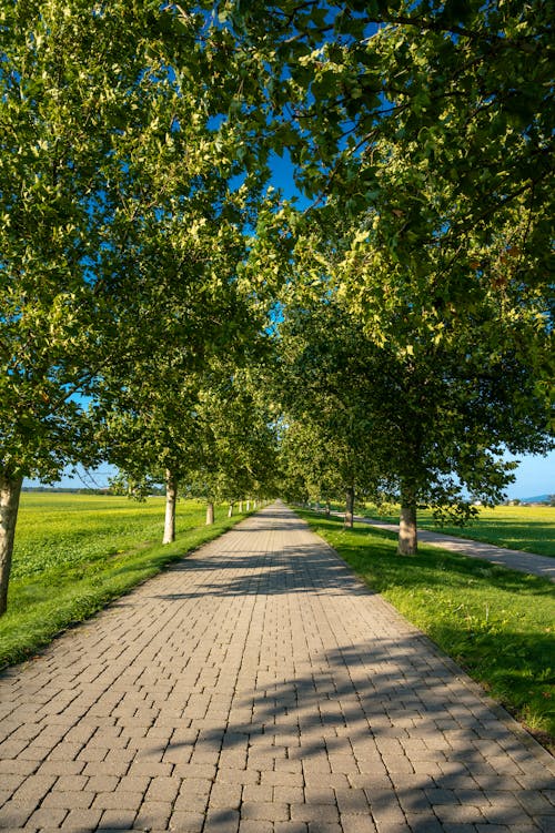 A Pathway Surrounded by Green Trees