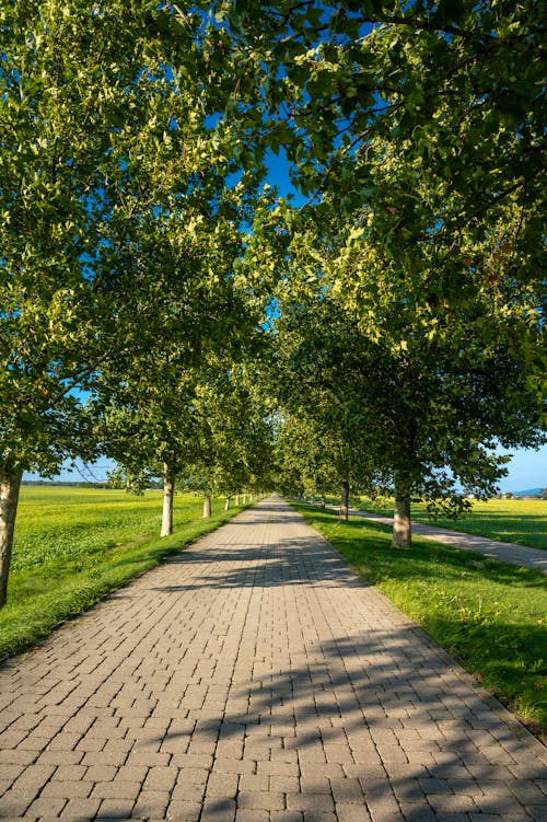 Gratis stockfoto met groene bomen, park, smal